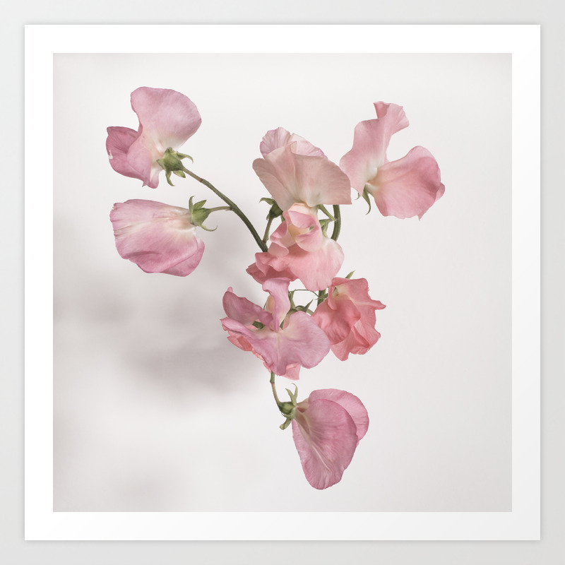 Sweet Pea Flower With Pink Petals Art Print By Toddsabelli Society6