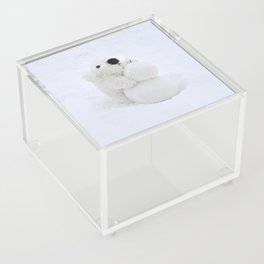 Polar Bear Plush Acrylic Box