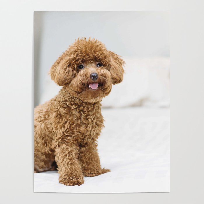 Isolated Cute Avatar Poodle Dog Breed 12 Poster