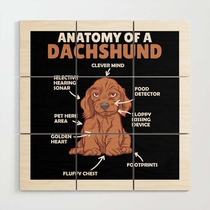 Anatomy Of A Dachshund Cute Dogs Puppy Wood Wall Art