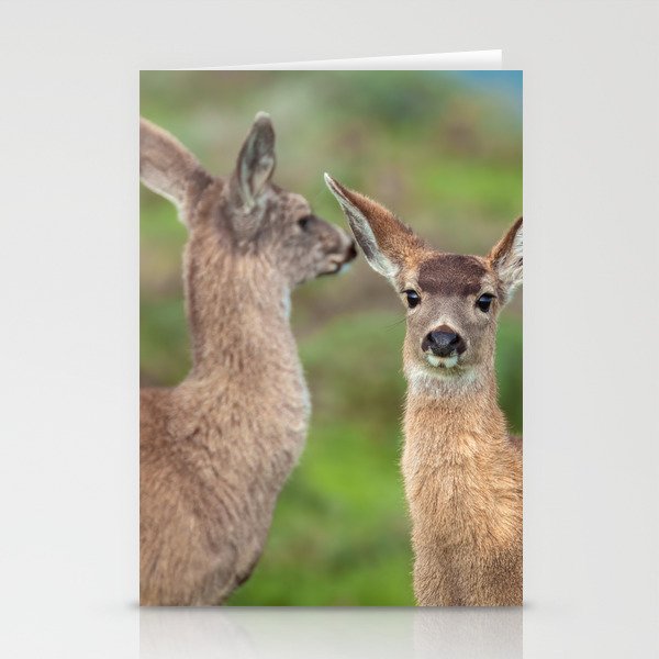 Mule Deer Stationery Cards