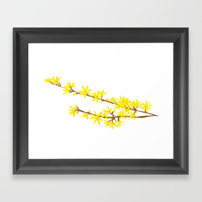 Forsythia Spring Flowers Framed Art Print