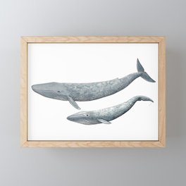Blue whales (Balaenoptera musculus) - Blue whale Framed Mini Art Print