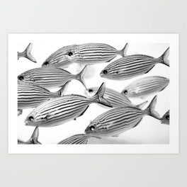 Zebra Fish Art Print