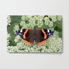  Red admiral butterfly | Insect | Nature photography Metal Print | Redadmiral, Insect, Insects, Digital, Color, Nature, Nature Photography, Butterfly, Animal, Photo 