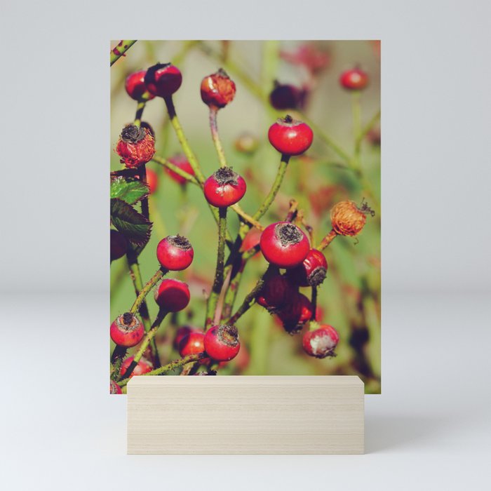 Rose Hip Fruit | Nature Photography  Mini Art Print