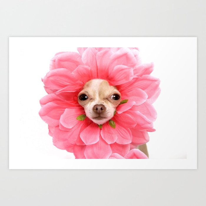 Chihuahua Flower Art Print