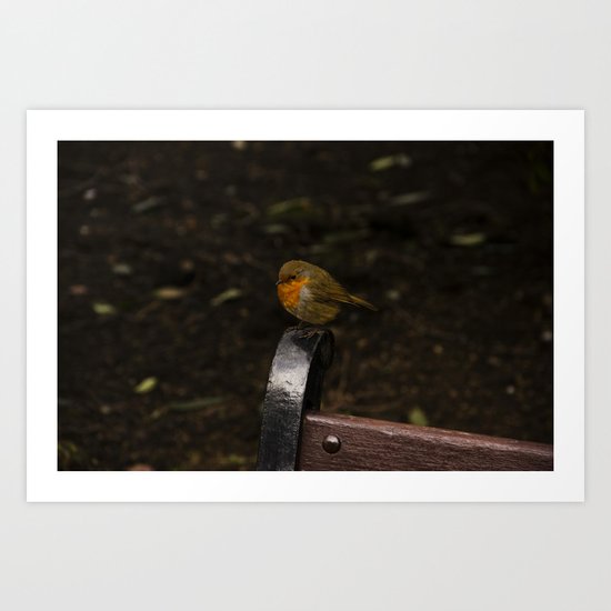 Resting Robin Art Print