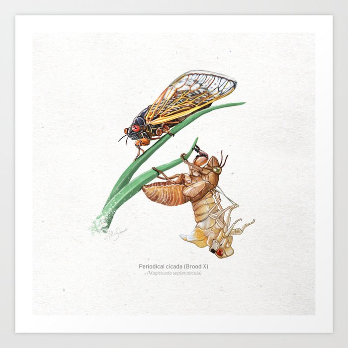 cicada scientific illustration