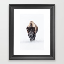 Yellowstone National Park: Lone Bull Bison Framed Art Print