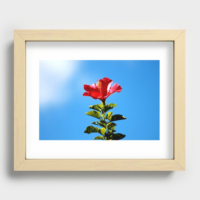 Hibiscus flower Recessed Framed Print