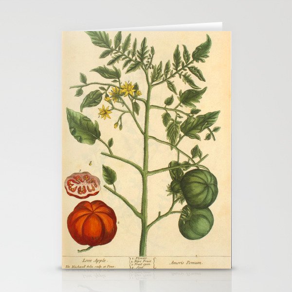 Tomato by Elizabeth Blackwell from "A Curious Herbal," 1737 (benefiting The Nature Conservancy) Stationery Cards