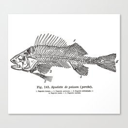 Fish Skeleton (Perch) Canvas Print