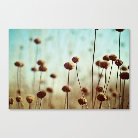 field of dreams Canvas Print