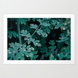 Morning Dew Art Print