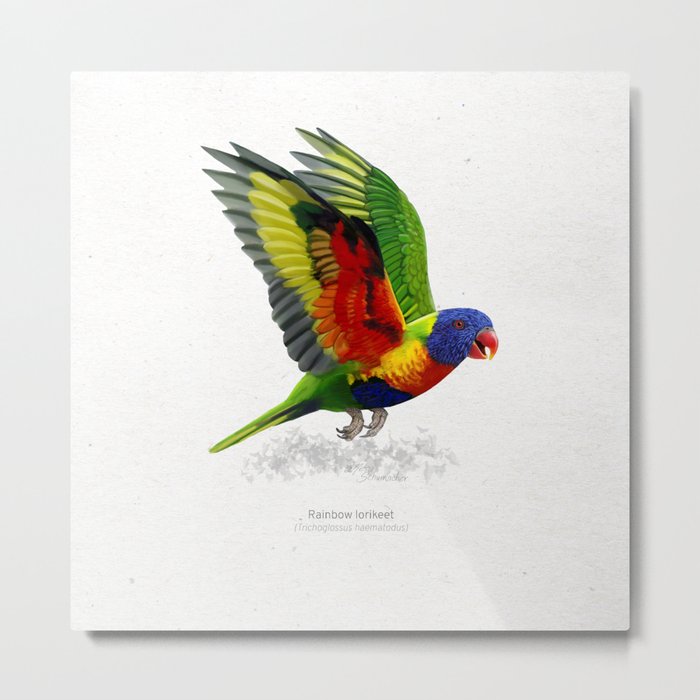 Rainbow lorikeet parrot scientific illustration art print Metal Print