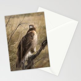 Red-tailed Hawk - Owens River Valley Stationery Card