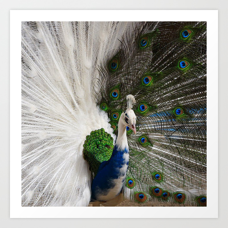 Blue White Peacock Art Print By Erikakai Society6