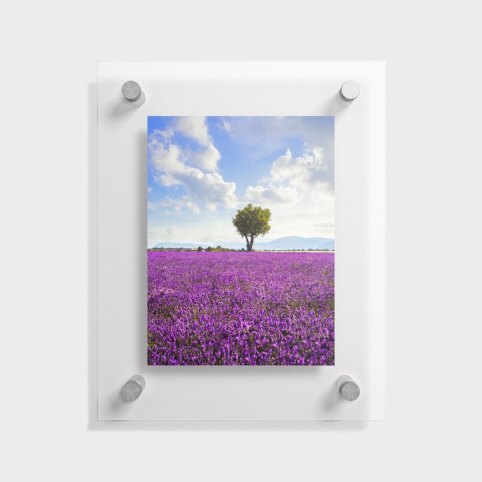 Lavender flower field and lonely tree. Provence, France Floating Acrylic Print