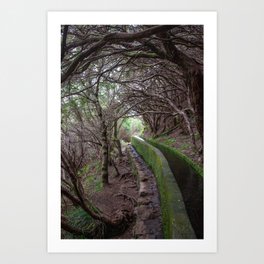 Following the Levada (Irrigation Canal) Under Picturesque Trees | Madeira Art Print