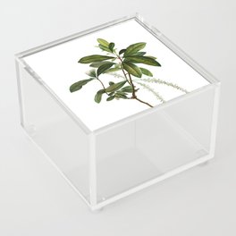 Vintage Swamp Titi Leaves Botanical Illustration on Pure White Acrylic Box