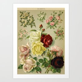 Yellow Rose Art Prints to Match Any Home's Decor | Society6