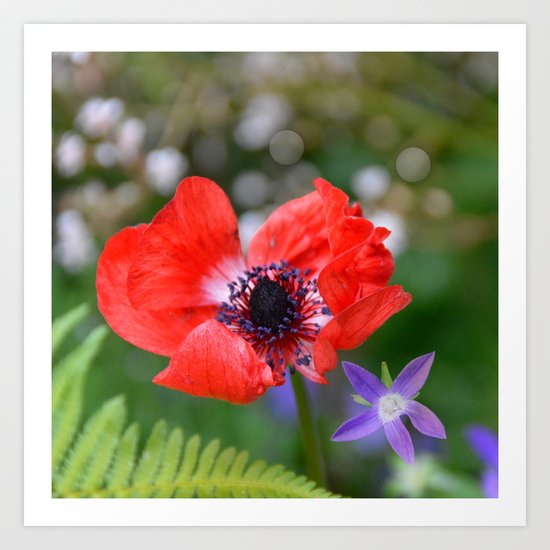 Vivid Red Anemone Art Print