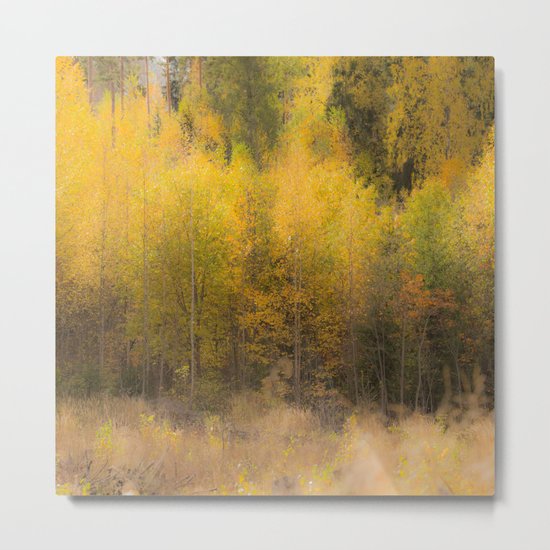 Fall color forest Metal Print