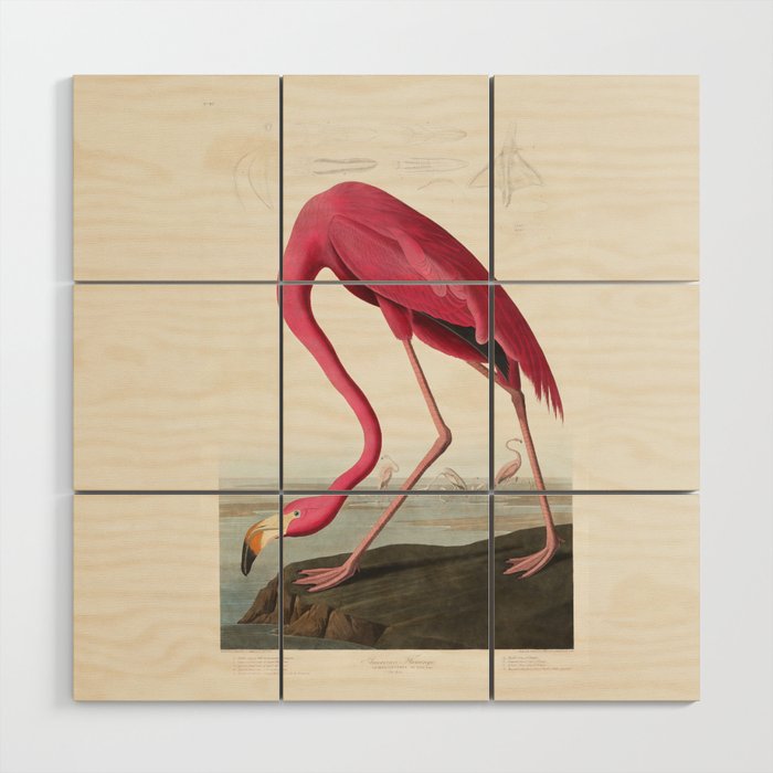 Pink Flamingo by John James Audubon Enhanced with Artificial Intelligence - High Definition Wood Wall Art