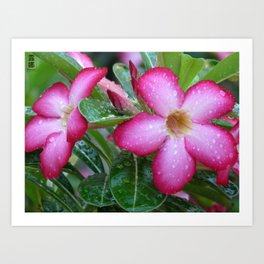 Two pretty pink flowers in the morning Art Print