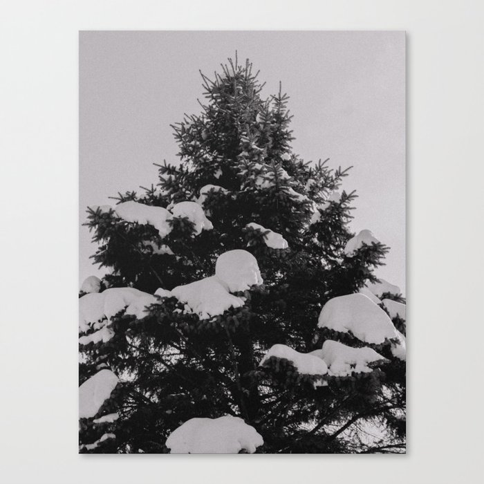 Snow Pine Canvas Print
