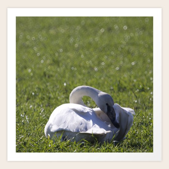 Swan Art Print