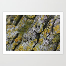 Lichen #1 Art Print