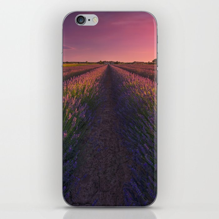 Lavender flowers fields at sunset. Cecina, Tuscany iPhone Skin