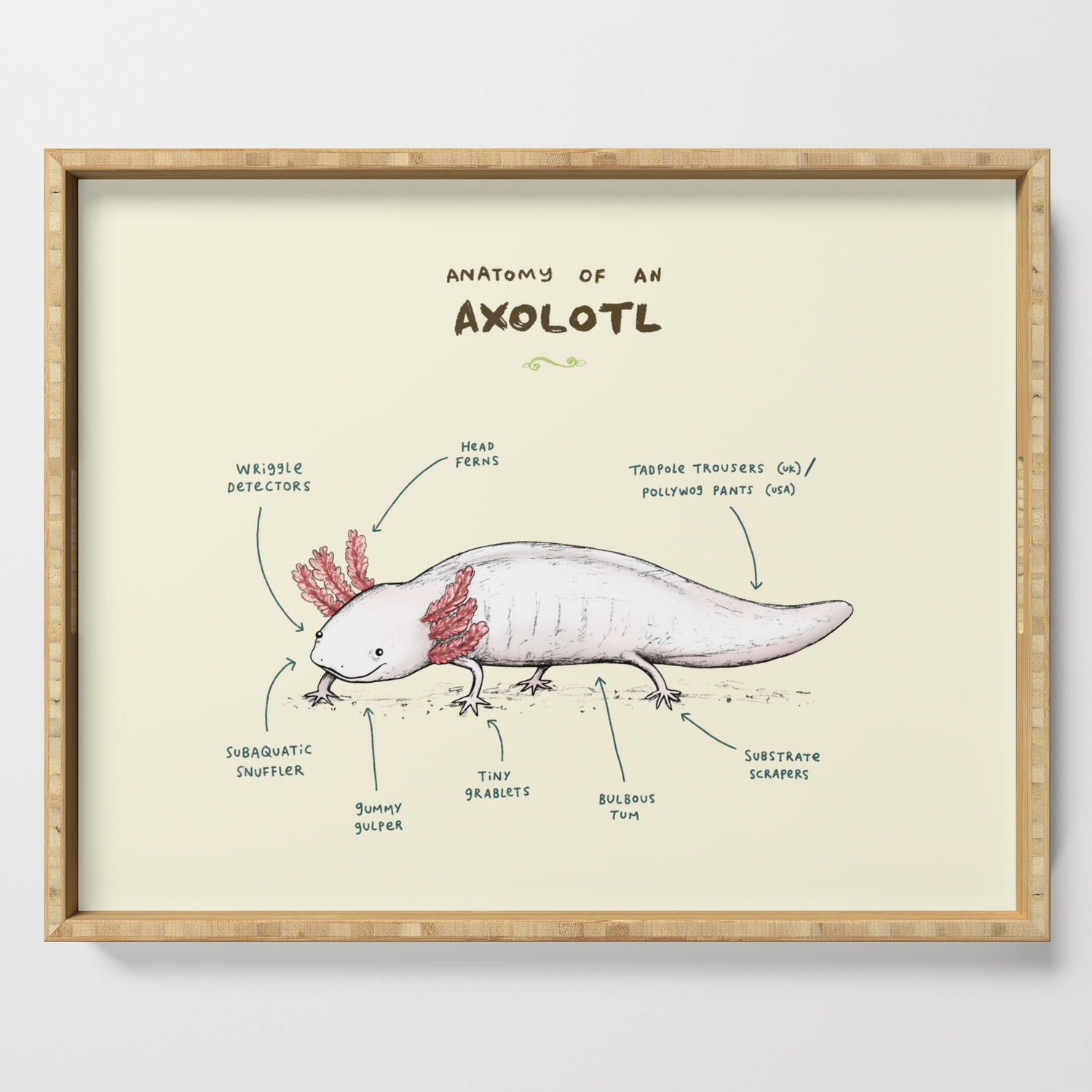 Anatomy Of An Axolotl Serving Tray By Sophiecorrigan Society6 Anatomy Of An Axolotl Serving Tray By Sophiecorrigan Society6