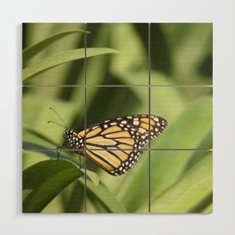 Mexico Photography - Beautiful Butterfly On A Plant Wood Wall Art