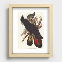 Banksian Cockatoo (Calyptorhynchus Banksii) by Elizabeth Gould Recessed Framed Print