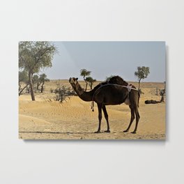 Domestic Dromedary Camel Arabian Desert  Metal Print