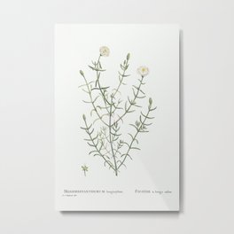 Mesembryanthemum Longistylum from Histoire des Plantes Grasses (1799) by Pierre-Joseph Redouté. Metal Print | Nature, Beautiful, Invitation, Card, Photo, Leaf, Floral, Summer, Decoration, Illustration 