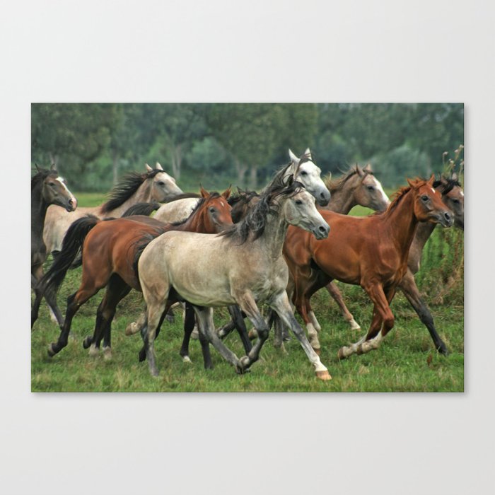 Hungarian Arabians from Babolna Canvas Print
