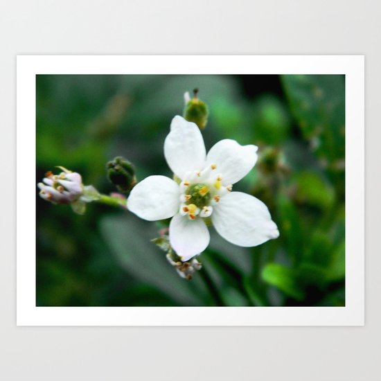 White Flower Art Print