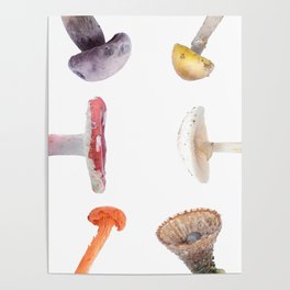 Multi-Mushroom 1 Poster