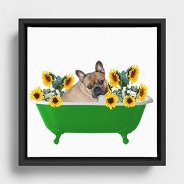Bulldog - Green Bathtub with Sunflowers Framed Canvas