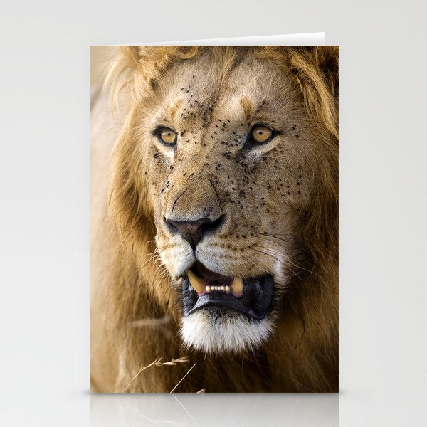 Lion, Masai Mara Stationery Cards
