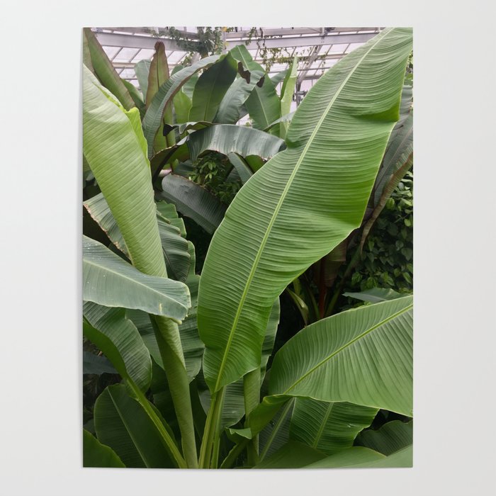 Tropical Plant Poster