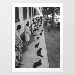 Black Cats Auditioning in Hollywood black and white photograph Art Print