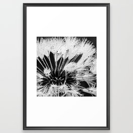 dewy dandelion Framed Art Print