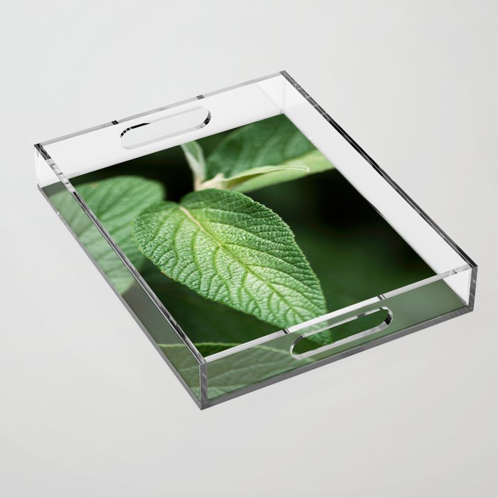 Textured Sage Leaf Acrylic Tray