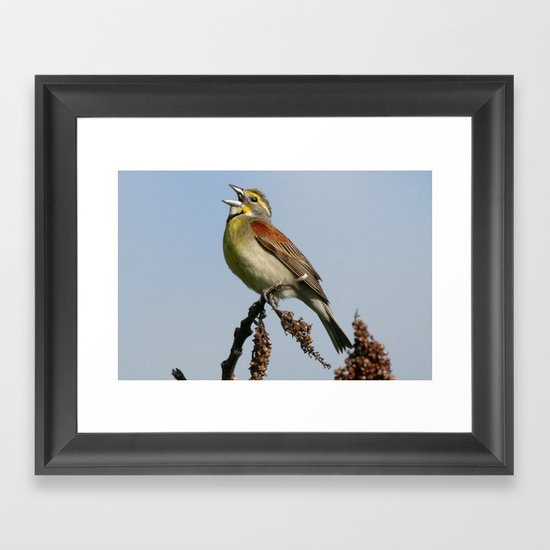 Dickcissel Framed Art Print