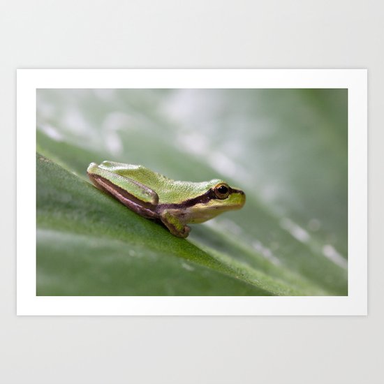 Mediterranean Tree Frog 1095 Art Print